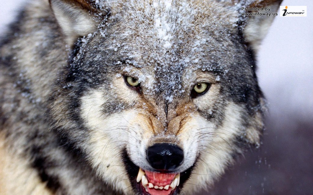 Snarling Wolf Wallpaper Hd - HD Wallpaper 