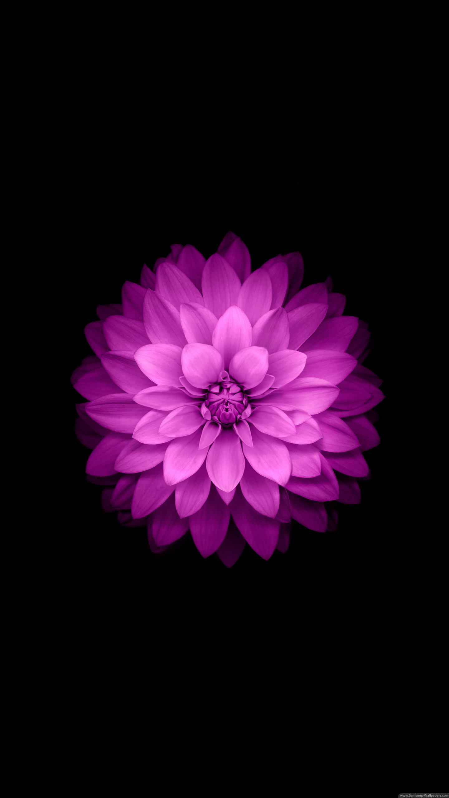 Iphone6 Plus Official Lock Screen Samsung Galaxy S6 - Flower Wallpaper Iphone - HD Wallpaper 