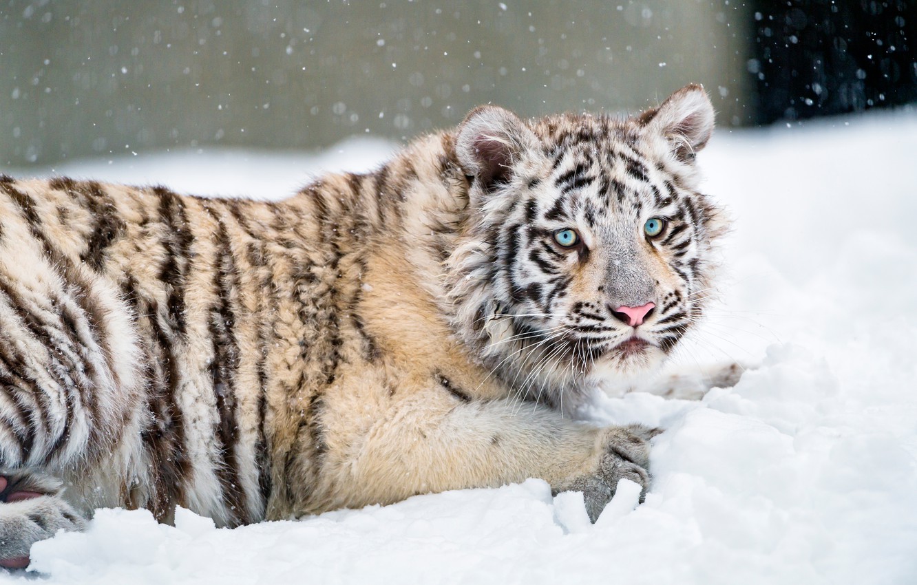 Photo Wallpaper Winter, White, Look, Snow, Nature, - Siberian Tiger - HD Wallpaper 
