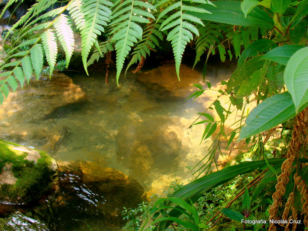 Fish Pond - HD Wallpaper 