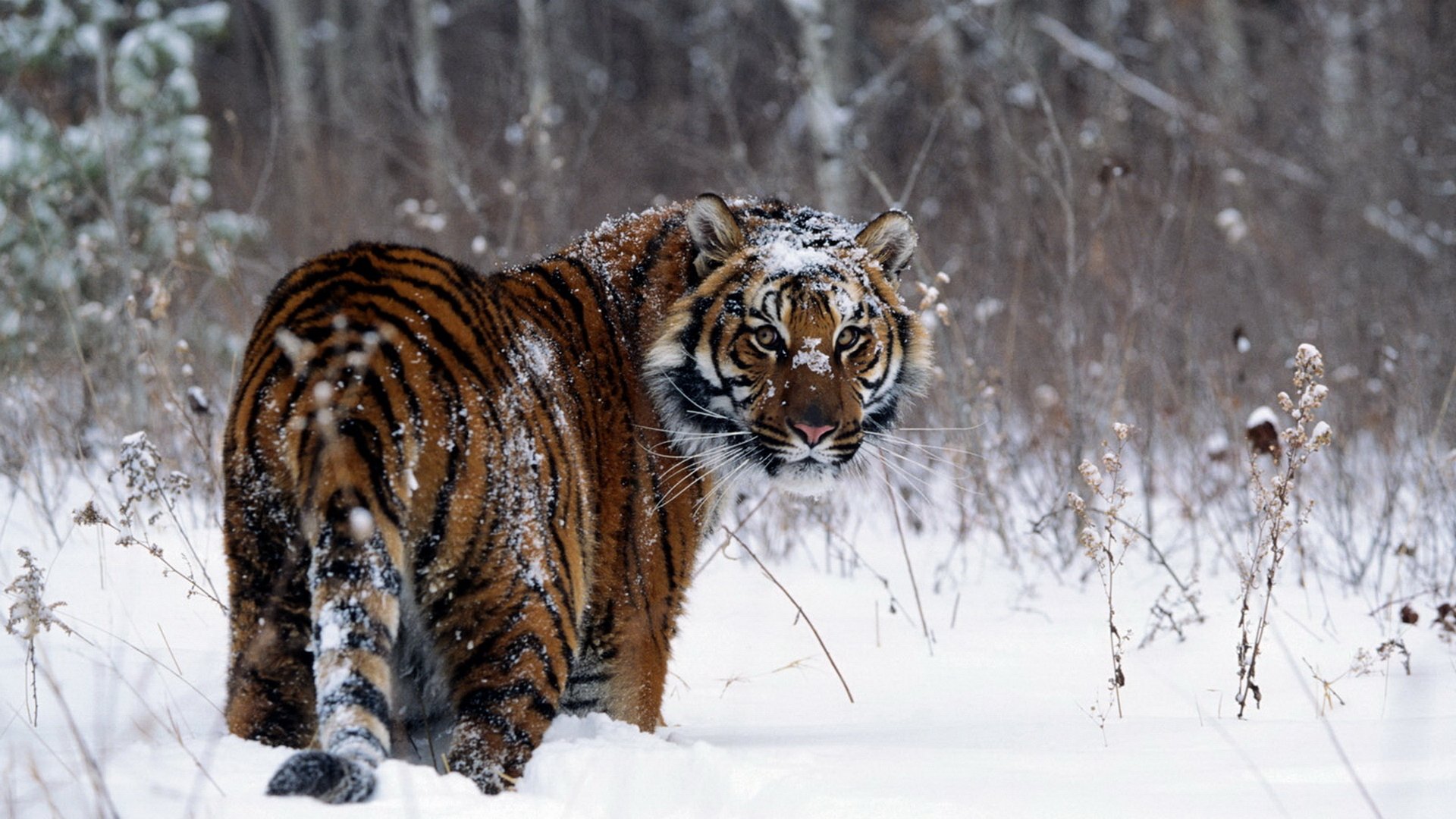 Tiger In Snow Hd - HD Wallpaper 