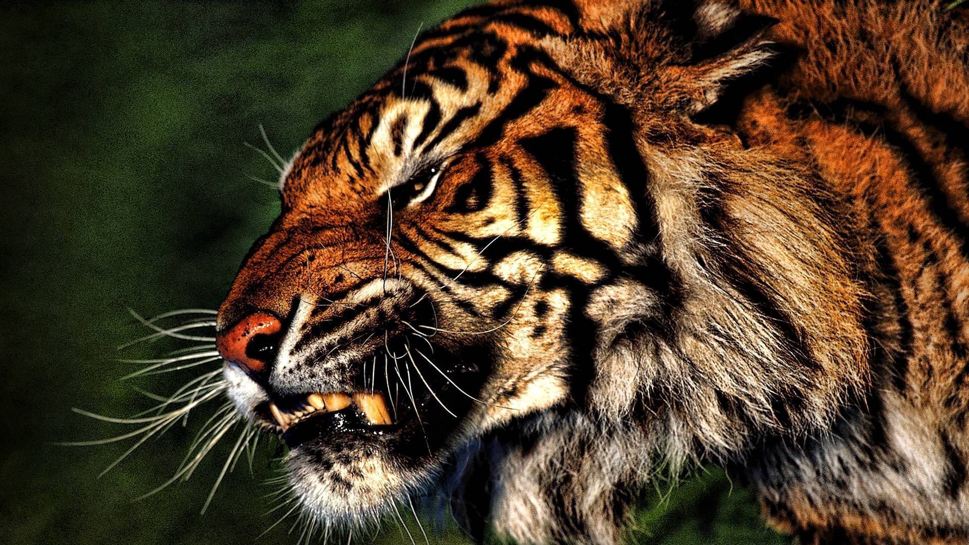 tiger wallpaper hd 1080p