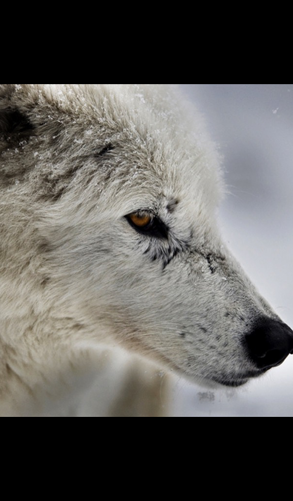 Arctic Wolf Hd - HD Wallpaper 