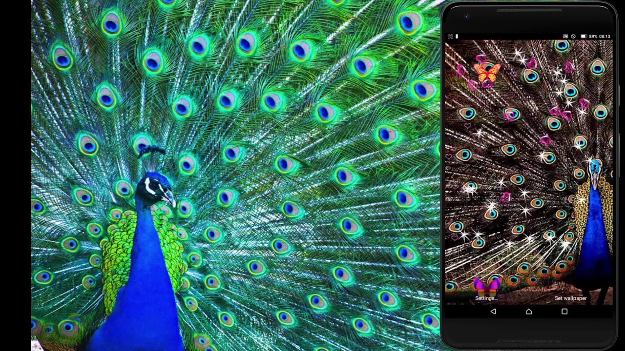 Peacock Bird - HD Wallpaper 