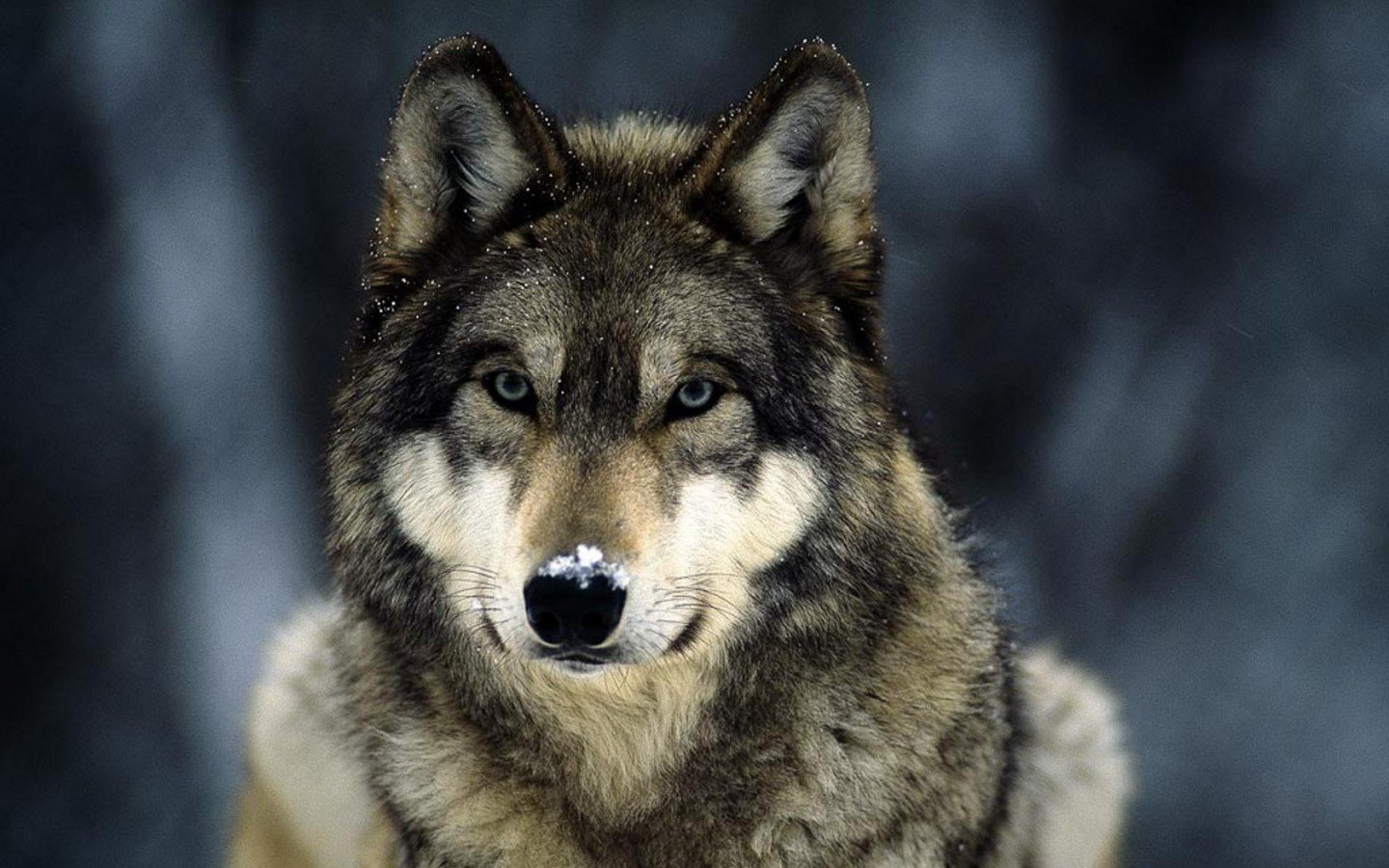 Wolf Hd - HD Wallpaper 
