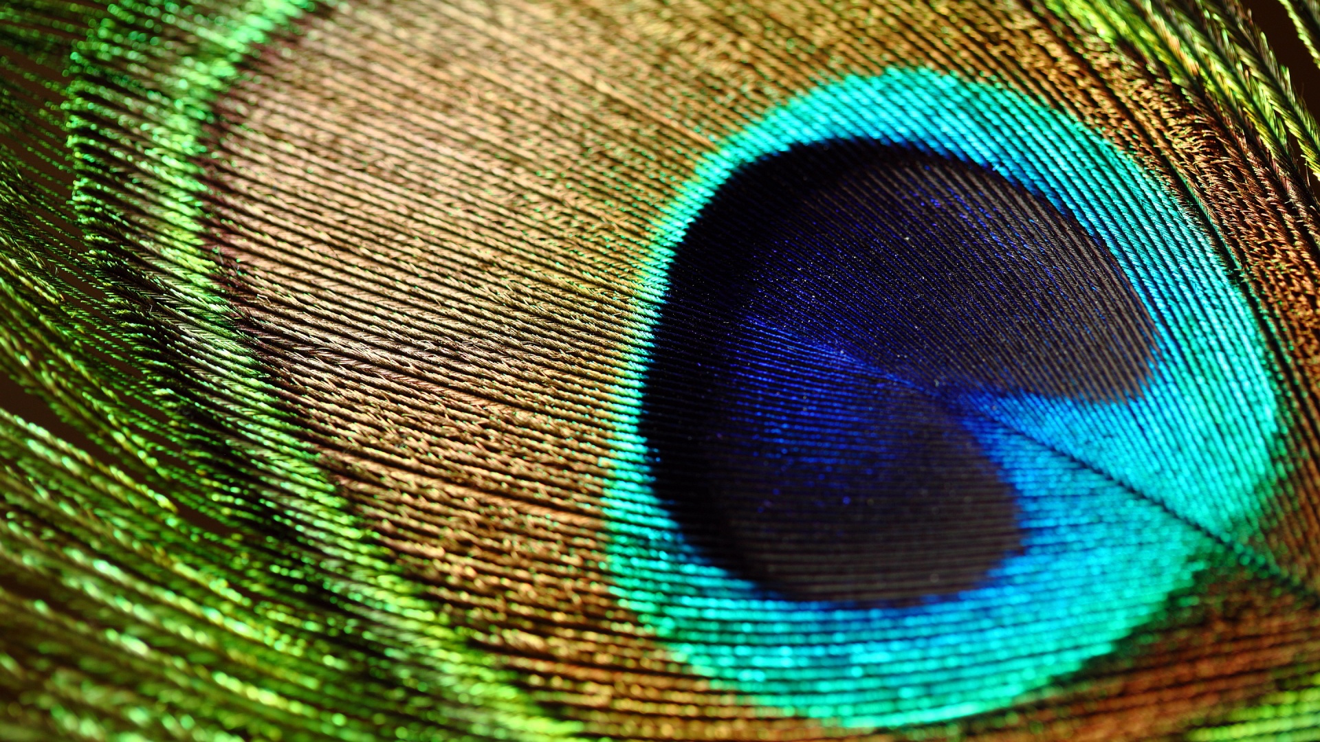 Peacock Live Wallpaper - HD Wallpaper 