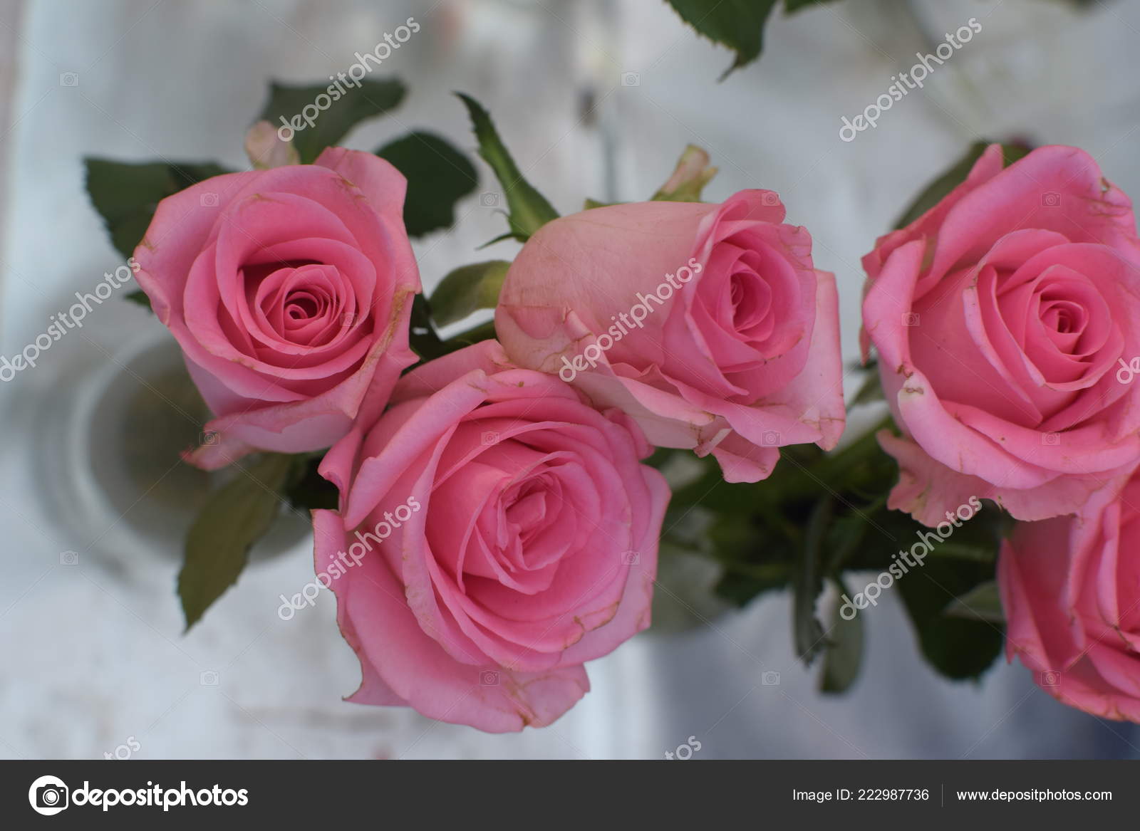 Garden Roses - HD Wallpaper 