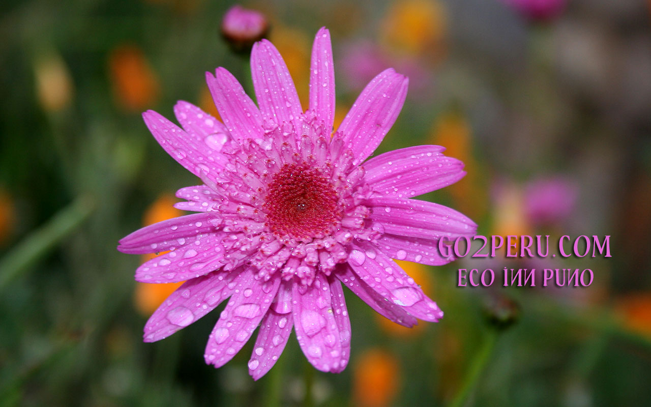 Flores De La Region Piura - HD Wallpaper 