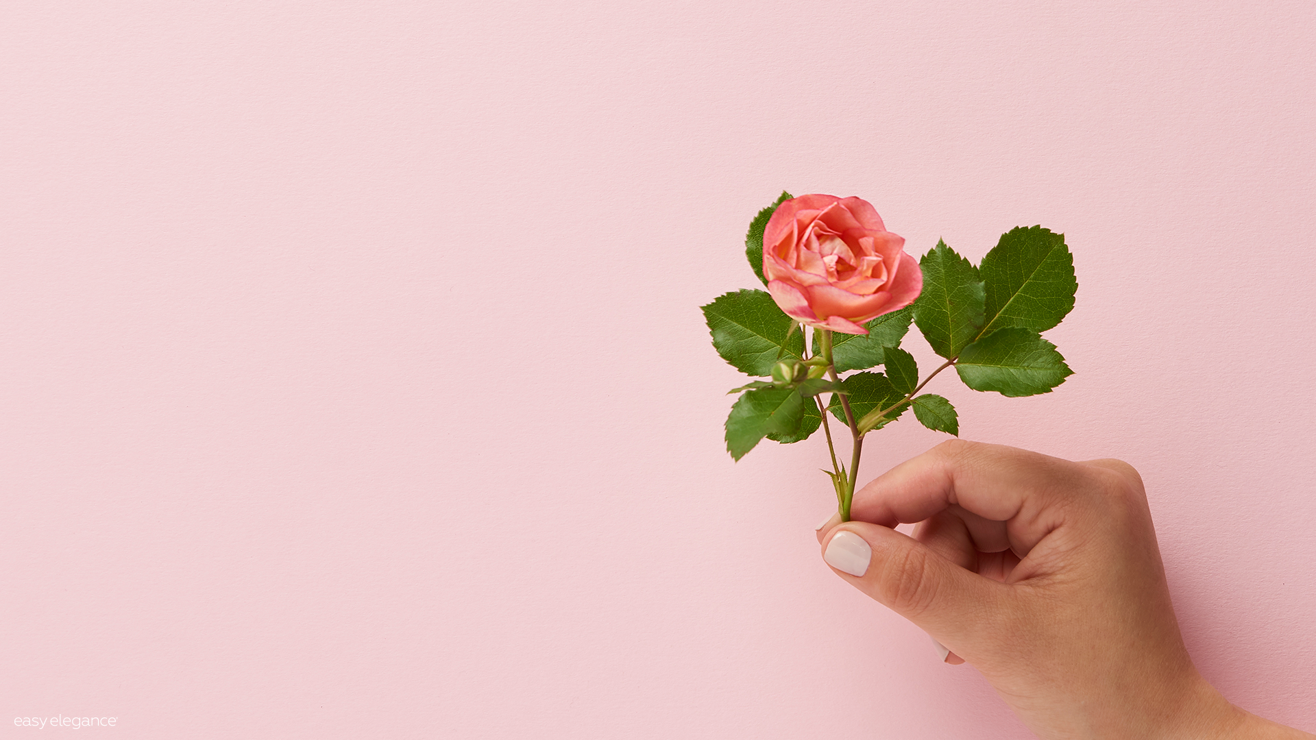 Garden Roses - HD Wallpaper 