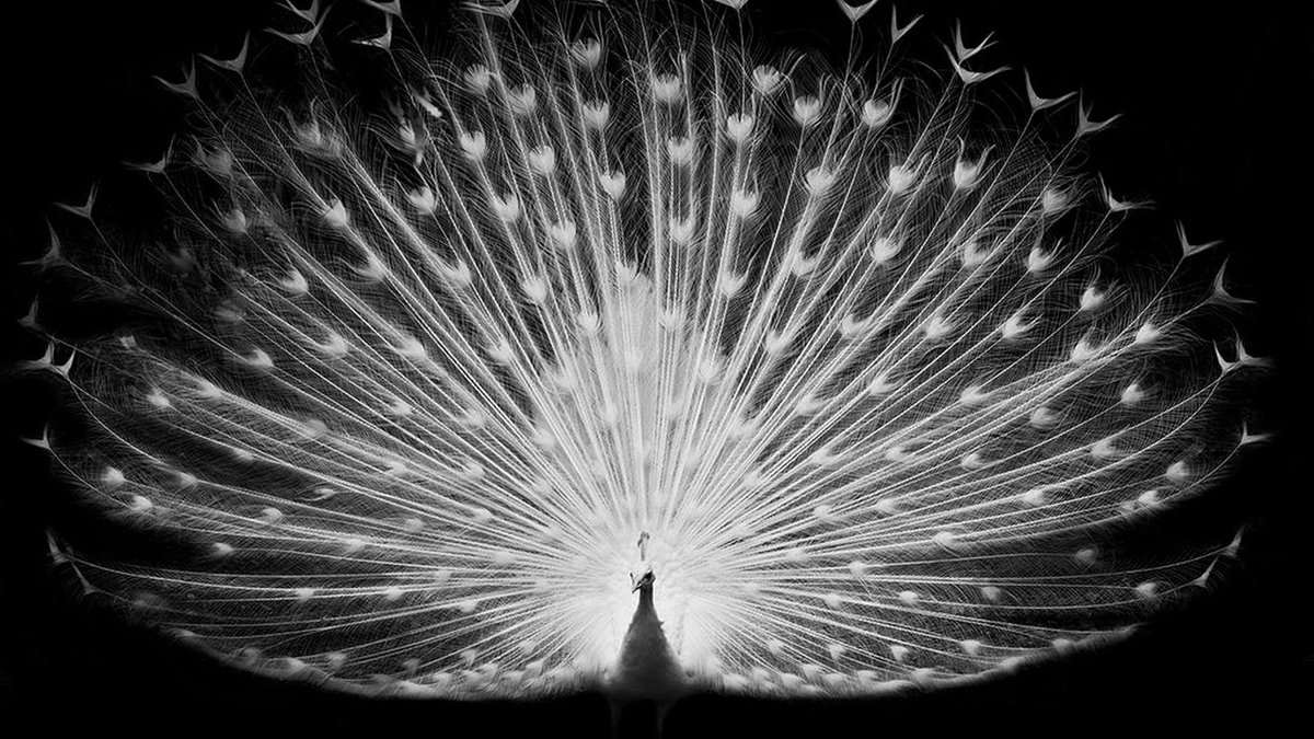 White Peacock Black Background - HD Wallpaper 