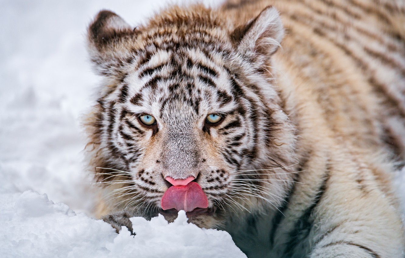 Photo Wallpaper Winter, Language, White, Look, Face, - Siberian Tiger - HD Wallpaper 