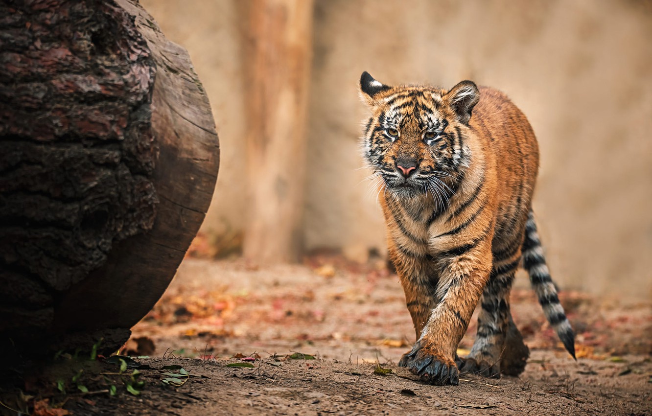 Photo Wallpaper Tiger, Background, Walk, Log, Tiger, - Tiger Background - HD Wallpaper 