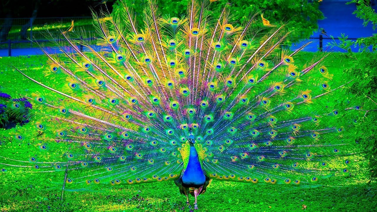 Beautiful Wallpaper Peacock - HD Wallpaper 