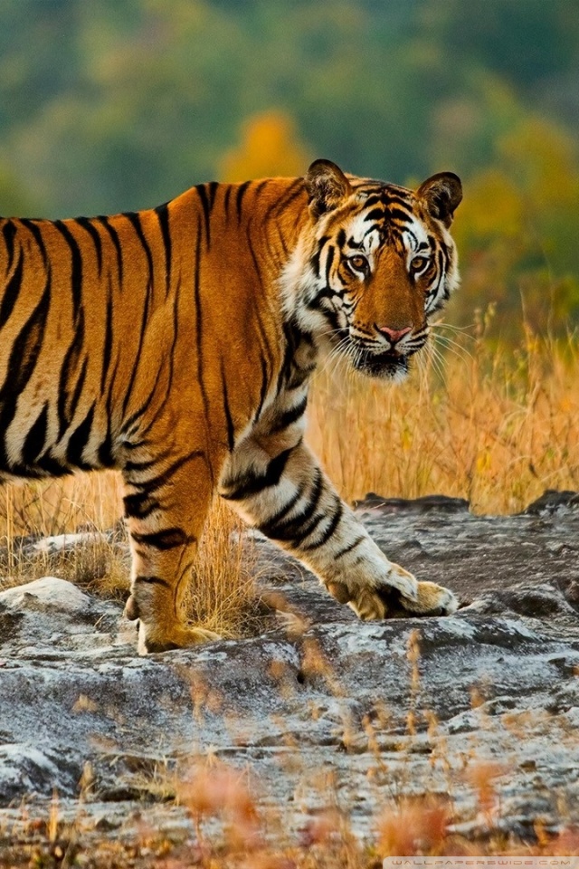 Bengal Tiger Of India - HD Wallpaper 