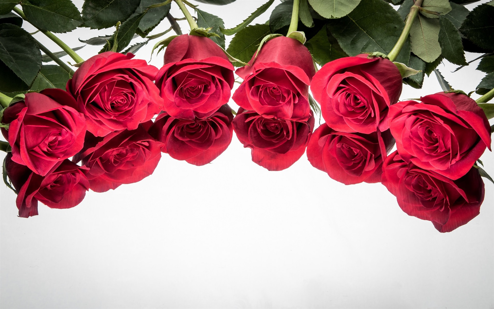 Wallpaper Red Roses, Reflection, White Background - Fondo Con Rosas Rojas - HD Wallpaper 