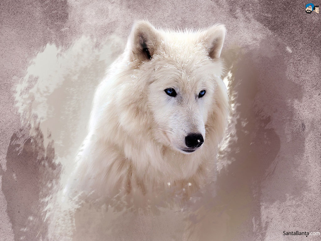 One Direction Wolves Mystic Chainimage - Live Wallpaper Wolf Ice - HD Wallpaper 