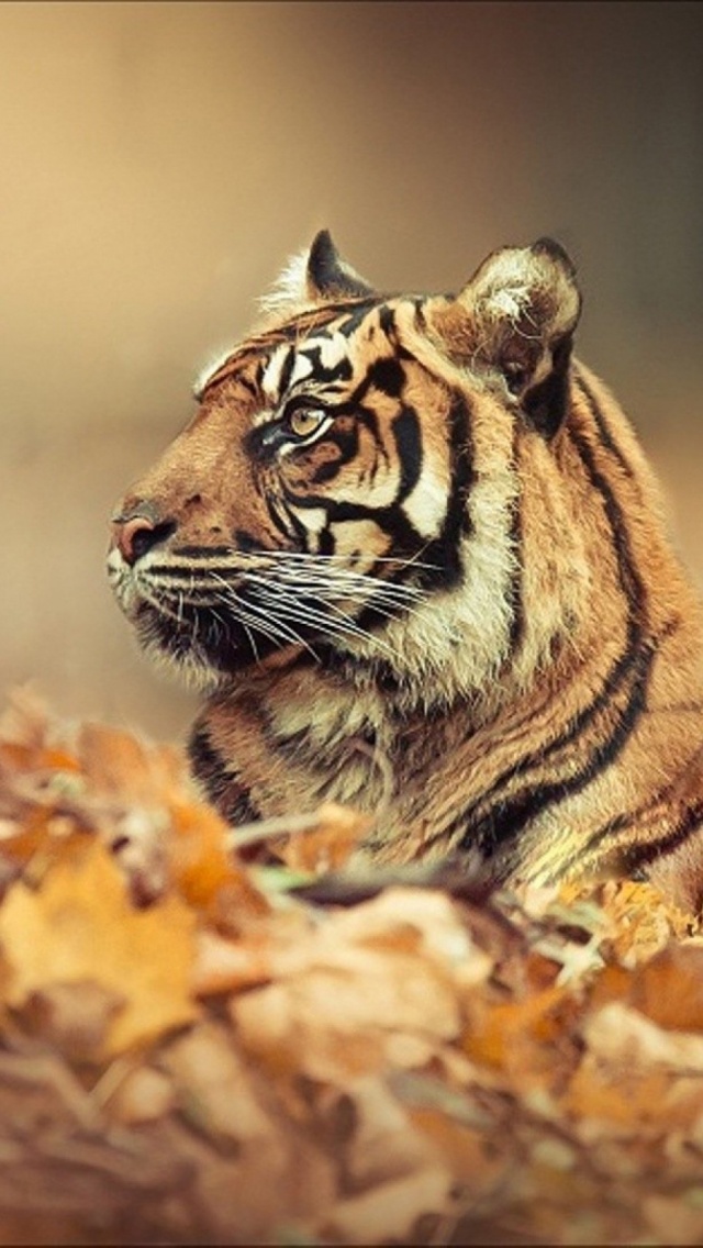 Tiger Iphone Wallpaper Hd - 640x1136 Wallpaper Tiger Iphone Wallpaper Hd - 640x1136 Wallpaper