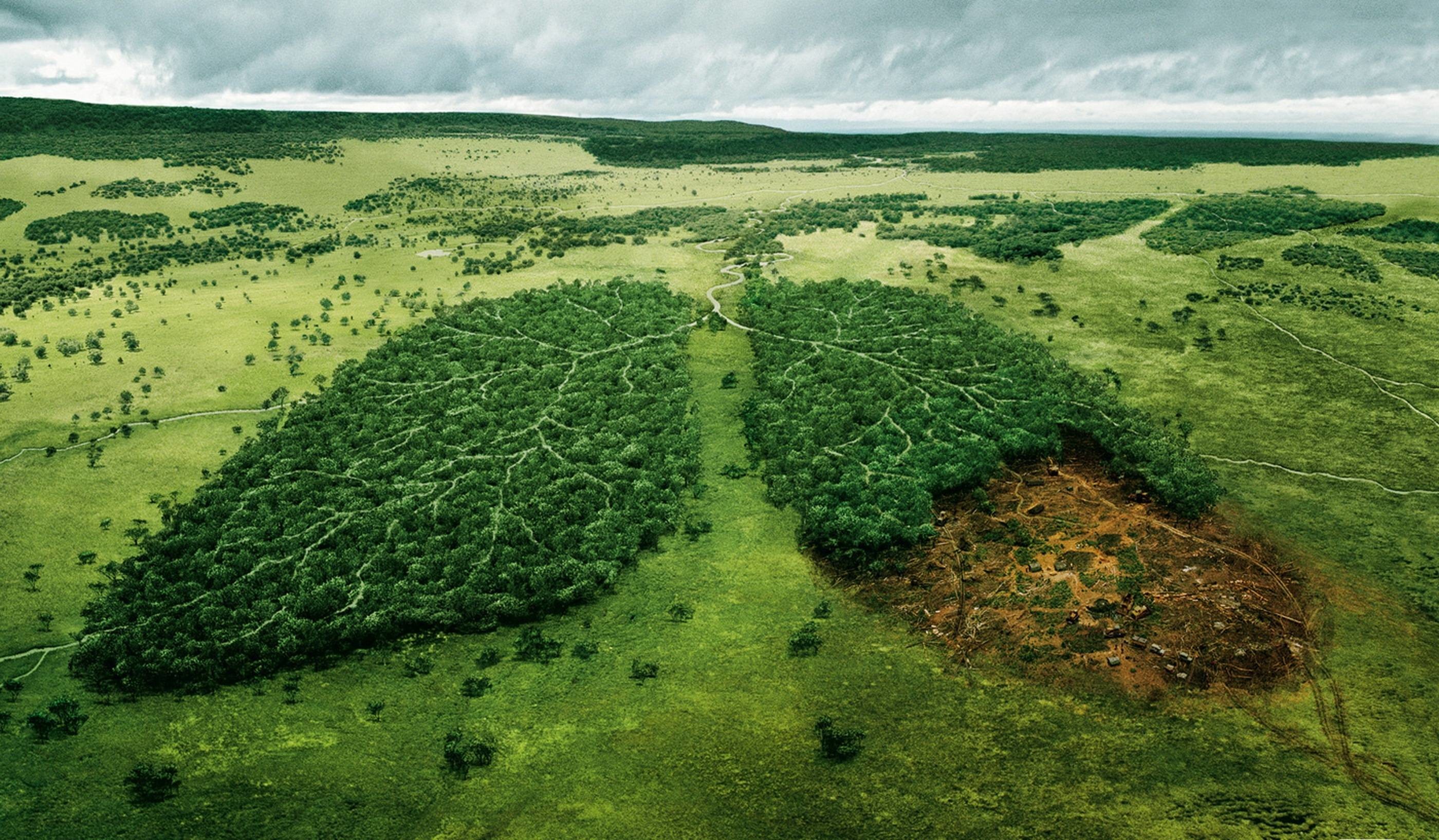 Bosque, El Mundo, El Fondo, Salvaje, Naturaleza, Wwf - Environment Effects Of Globalization - HD Wallpaper 