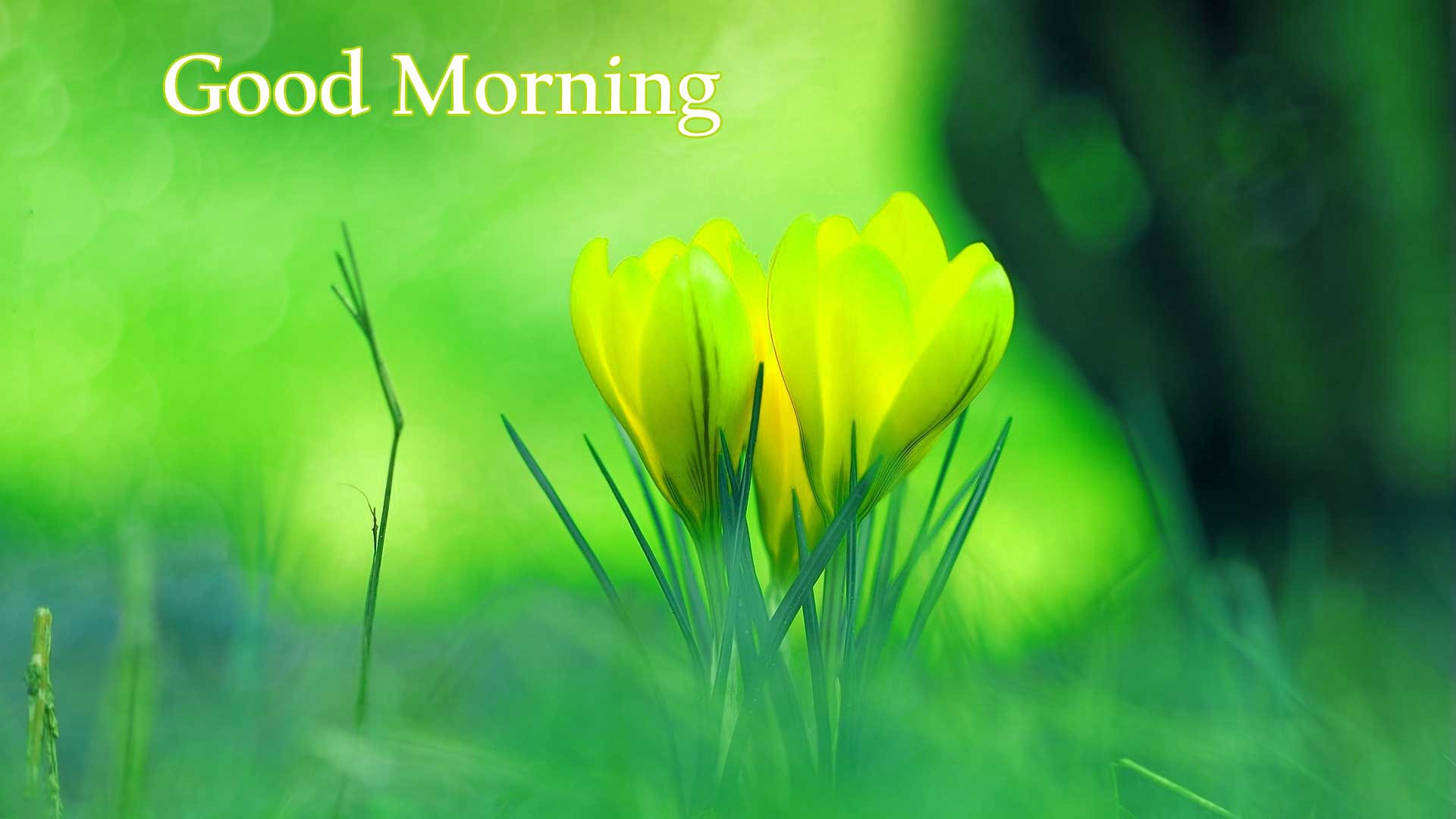 Beautiful Wallpaper For Whatsapp - Beautiful Good Morning Hd Images Download - HD Wallpaper 
