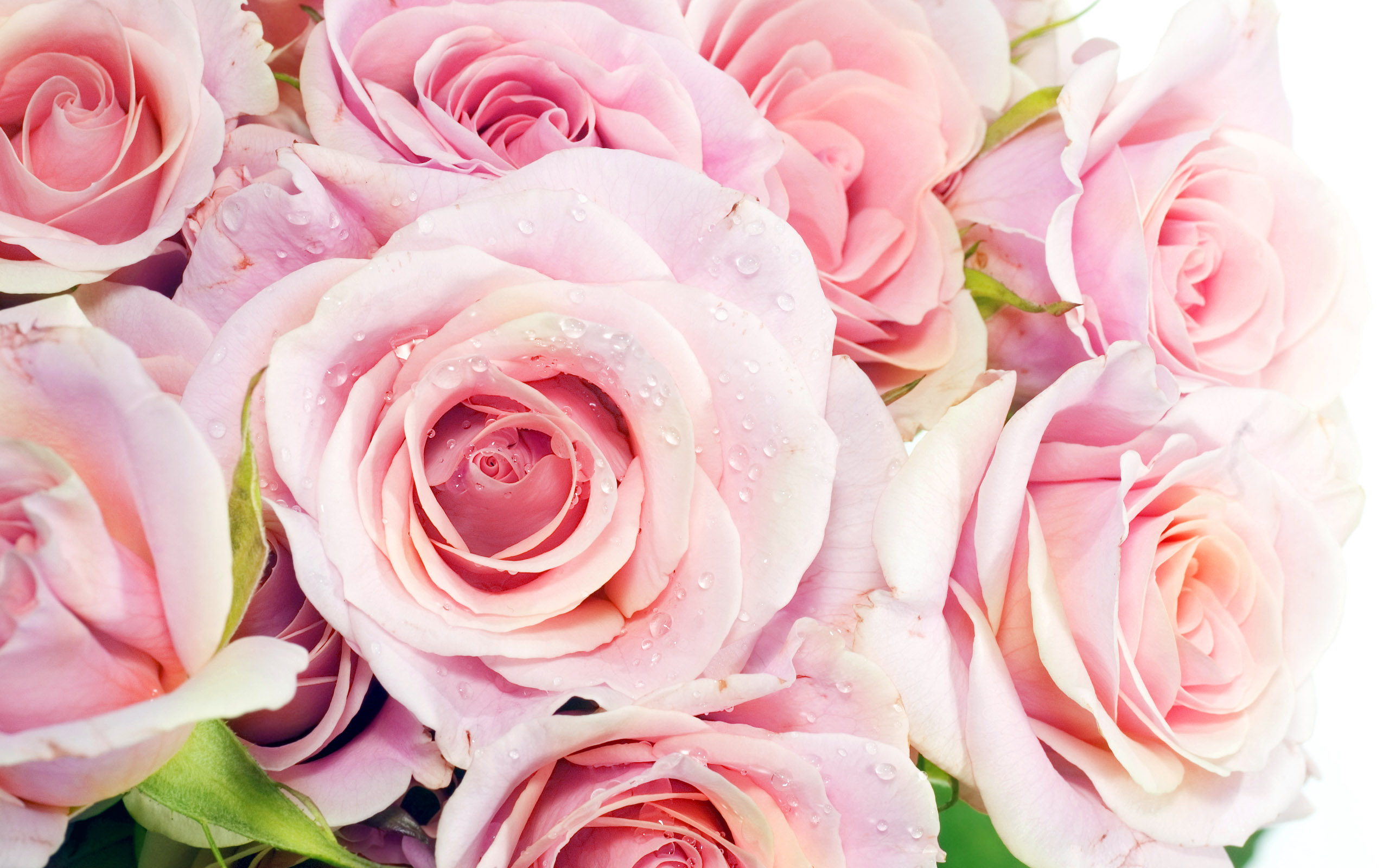 Pretty Rosa, De Rosa Rosas - Flower Images High Resolution - HD Wallpaper 