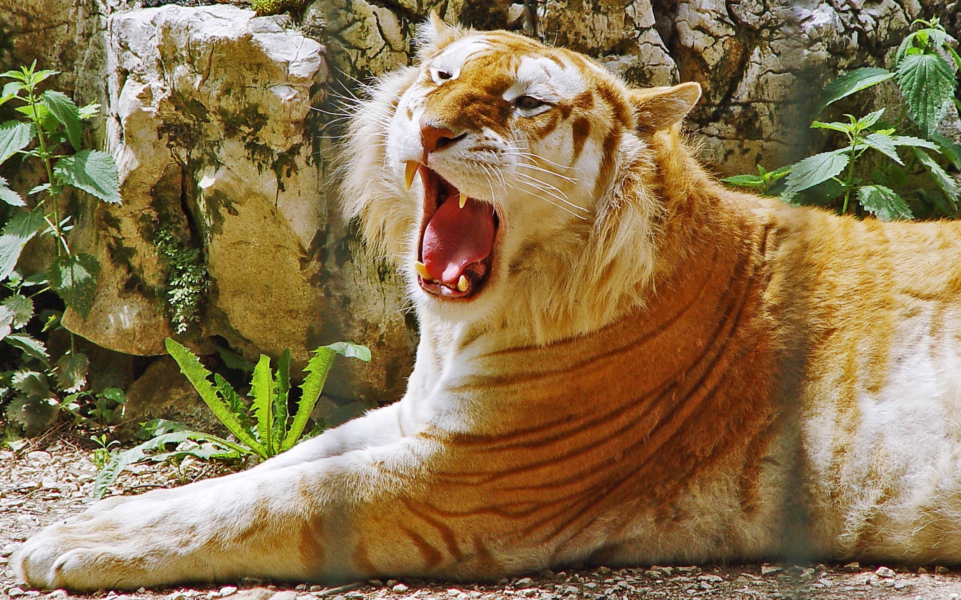 Golden Tiger Wallpaper Hd - HD Wallpaper 