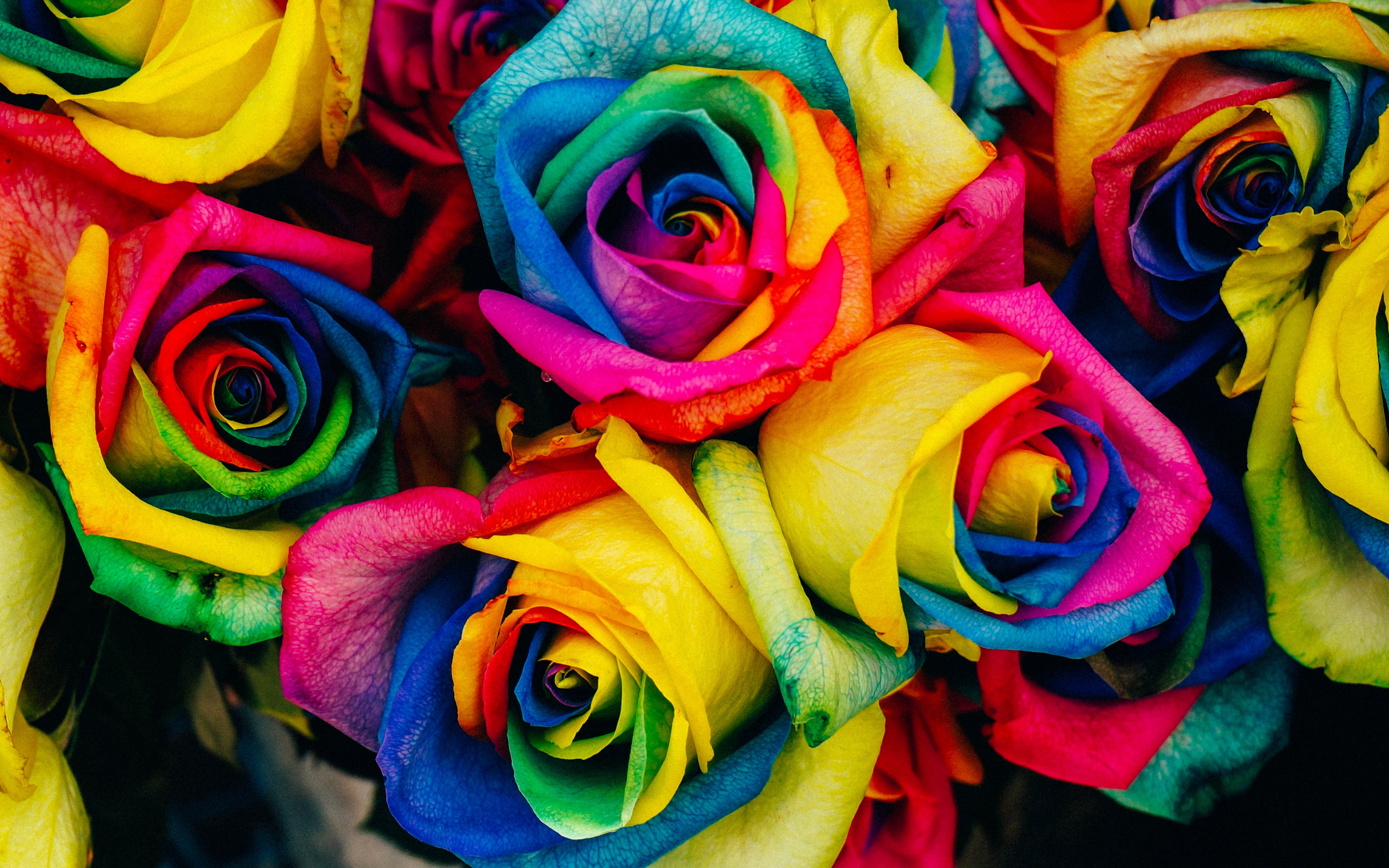 Rainbow Roses Hd - HD Wallpaper 