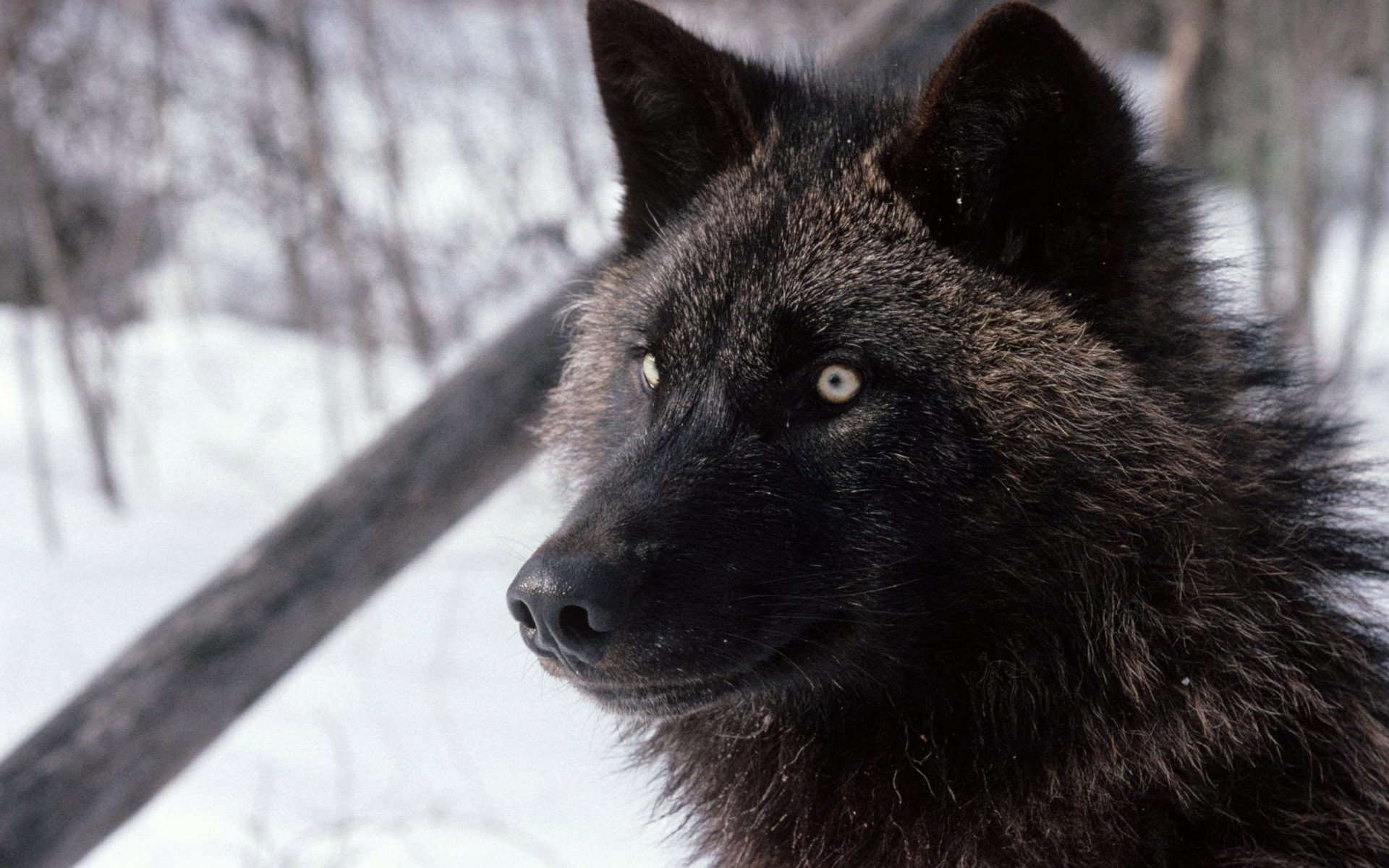 Awesome Dark Black Wolf Wallpaper Hd 1920p - Real Wolves - HD Wallpaper 