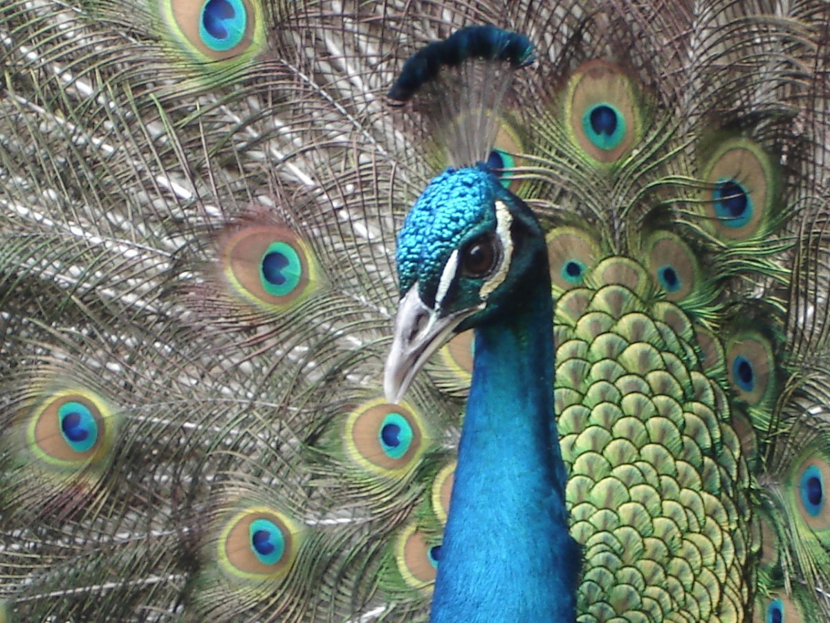 Peacock Head And Tail - HD Wallpaper 