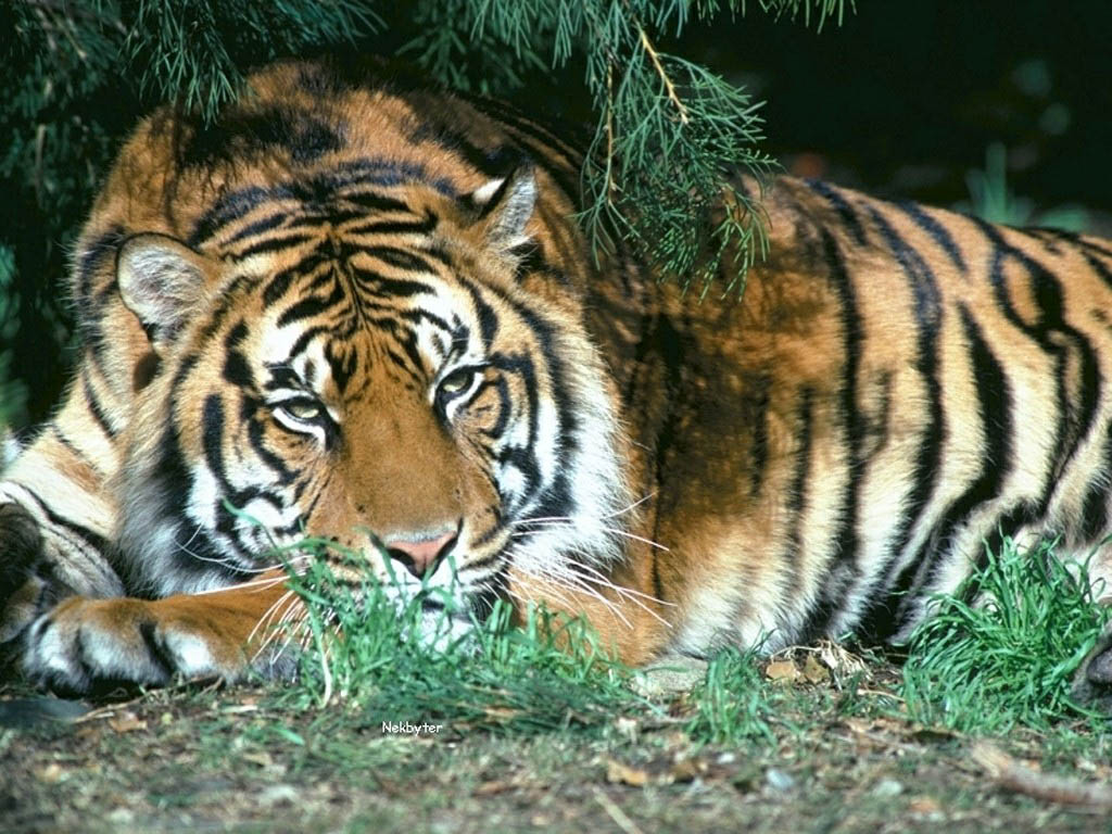 Tigre - Tiger - HD Wallpaper 