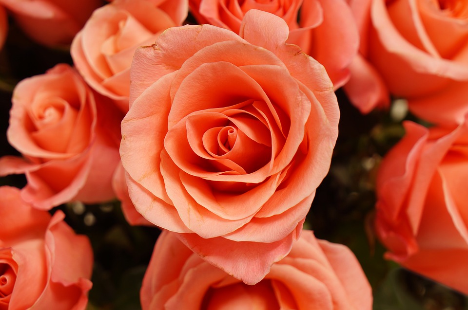 Rosas, Wallpaper, Belleza - Garden Roses - HD Wallpaper 