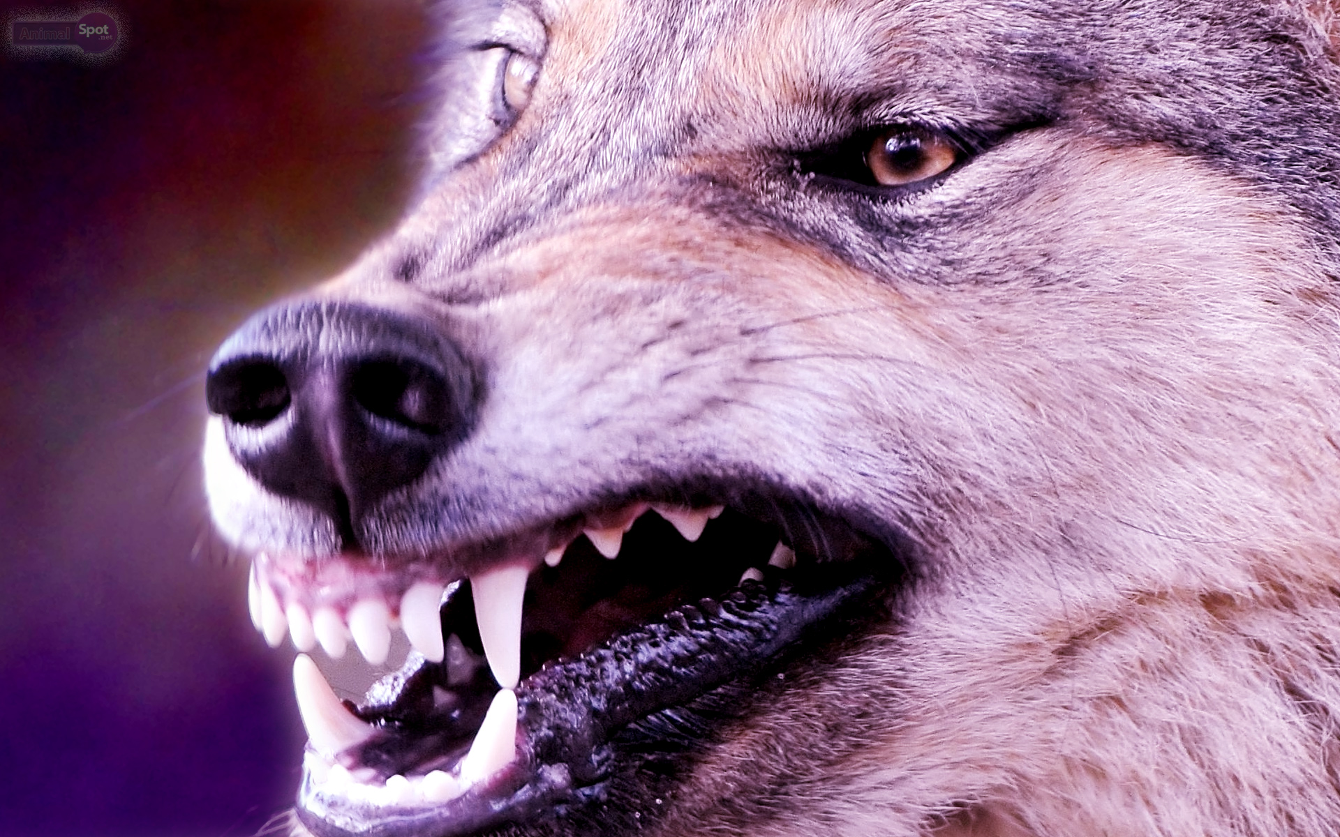Ultra Hd Wolf Wallpaper Hd - HD Wallpaper 