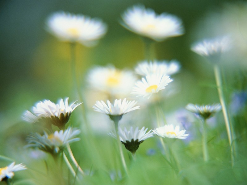 Hermosas Flores Blancas Wallpaper Hd Fondo De Pantalla - Lord Is My Shepherd I Have Everything - HD Wallpaper 