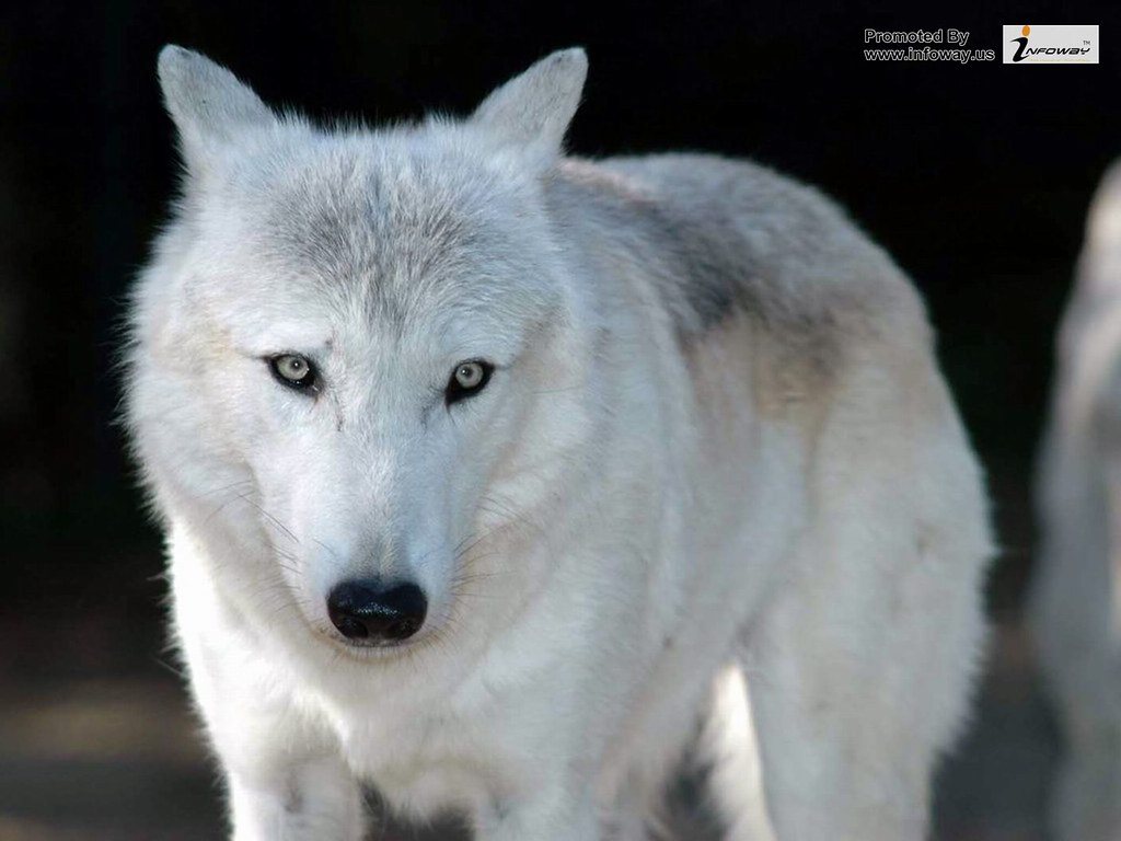 White Wolf With White Eyes - HD Wallpaper 