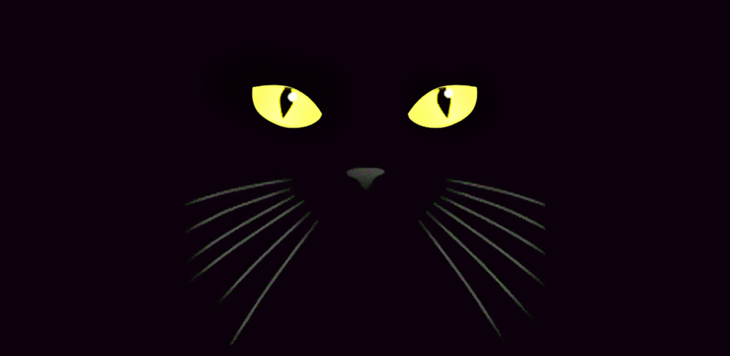 Black Cat - HD Wallpaper 