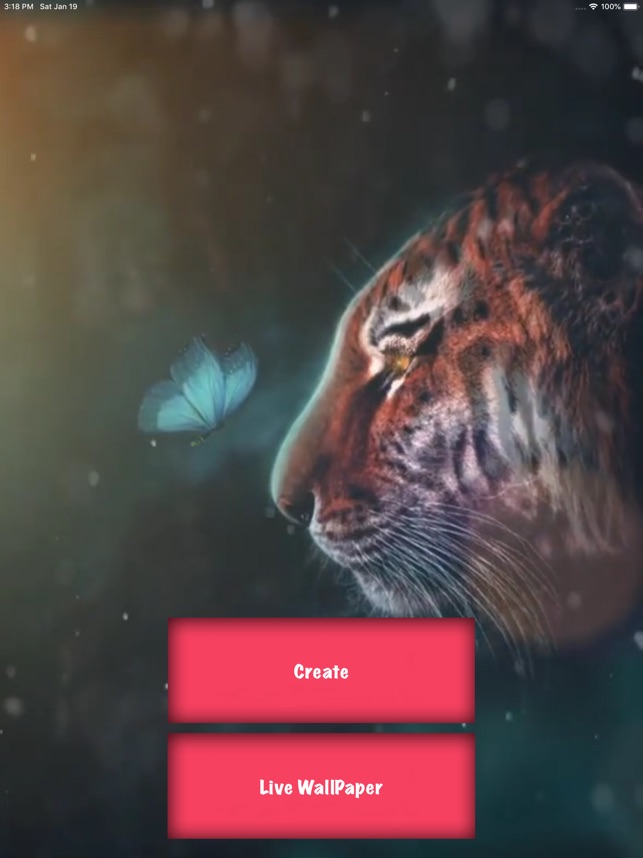 Siberian Tiger - HD Wallpaper 