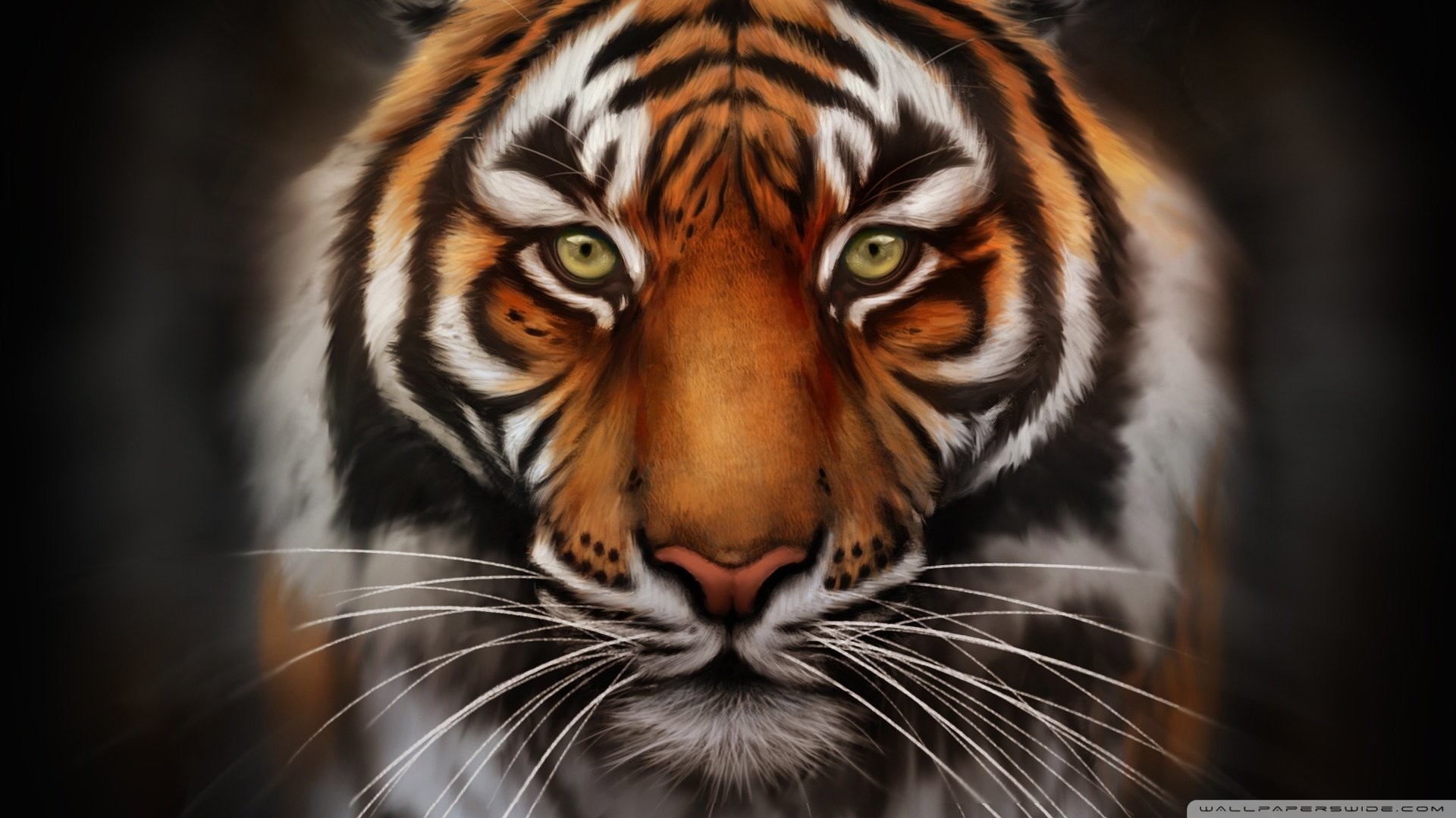 0 Tiger Wallpaper Full Hd Tiger Wallpaper Full Hd 
 - Hd Tiger - HD Wallpaper 