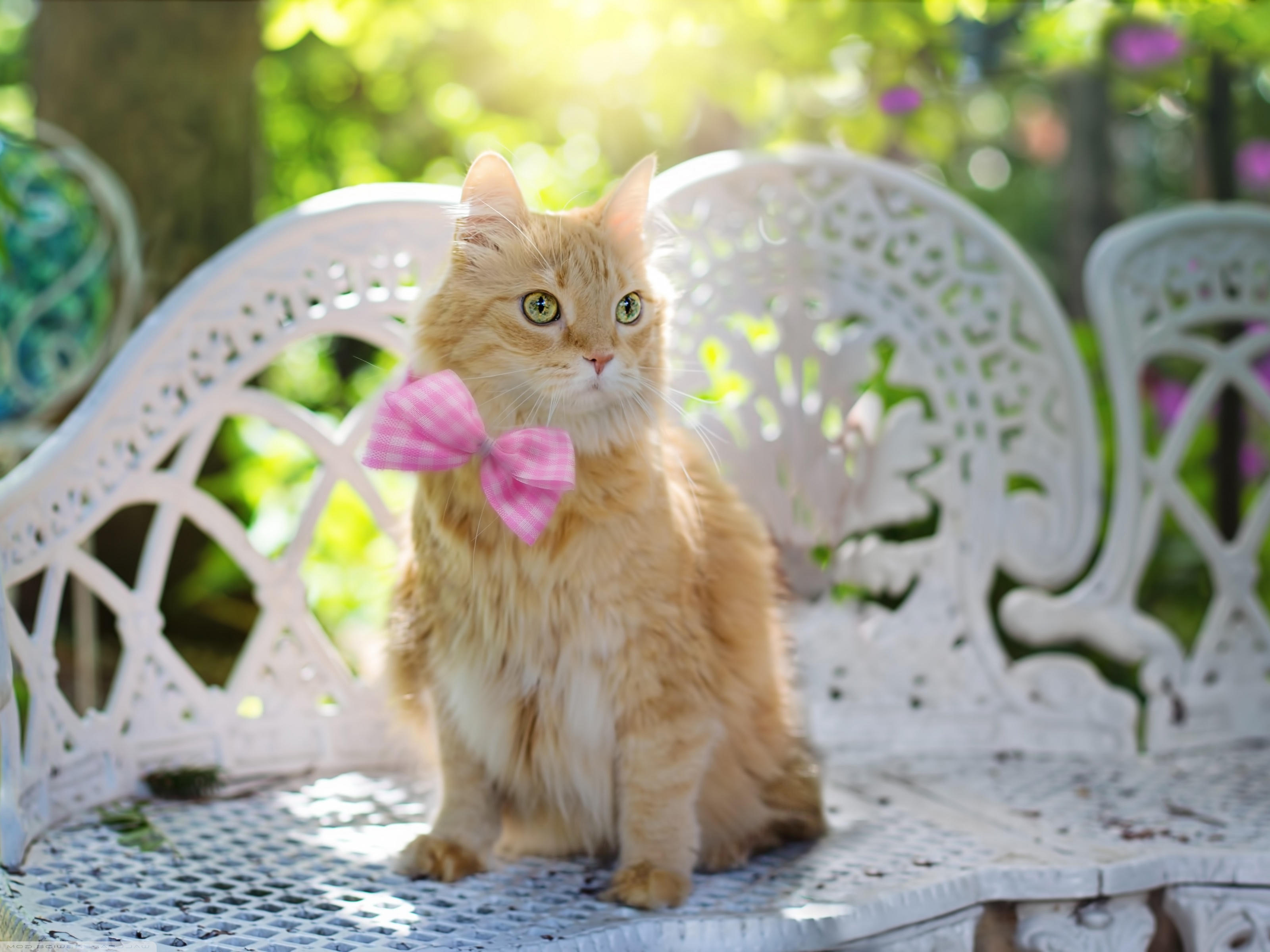 Domestic Short-haired Cat - HD Wallpaper 