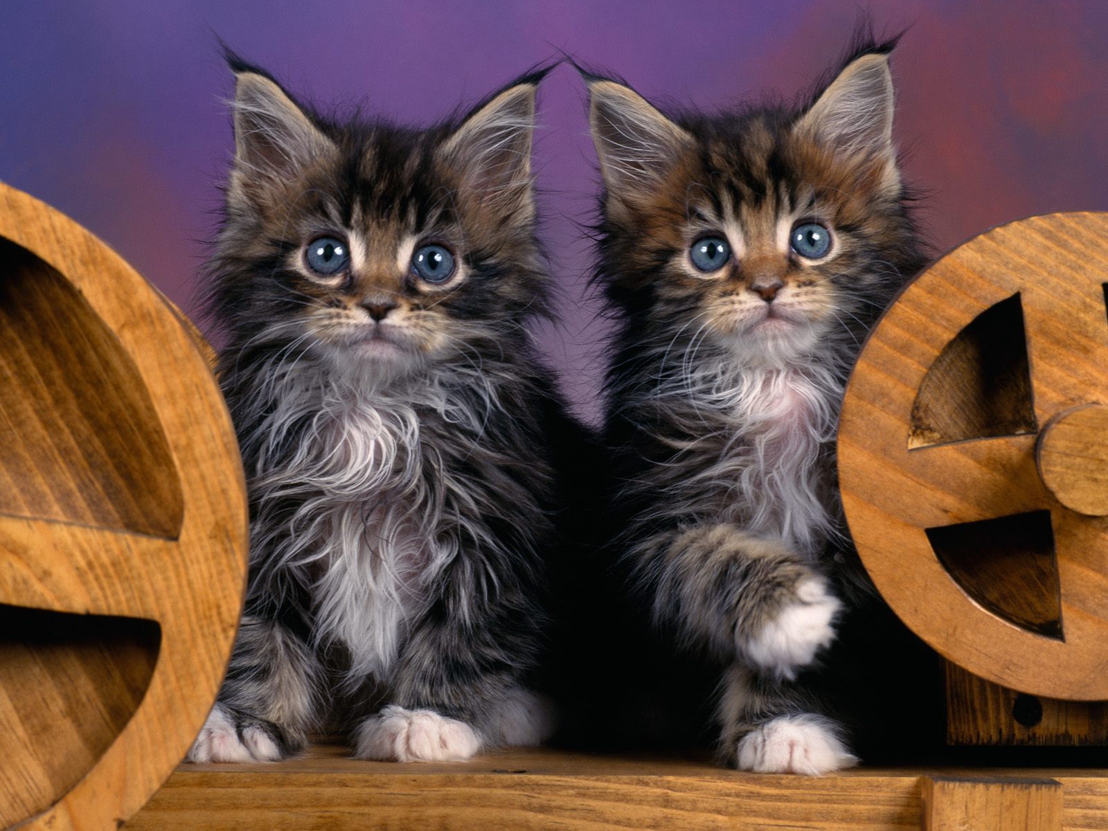 Maine Coon Kittens - HD Wallpaper 