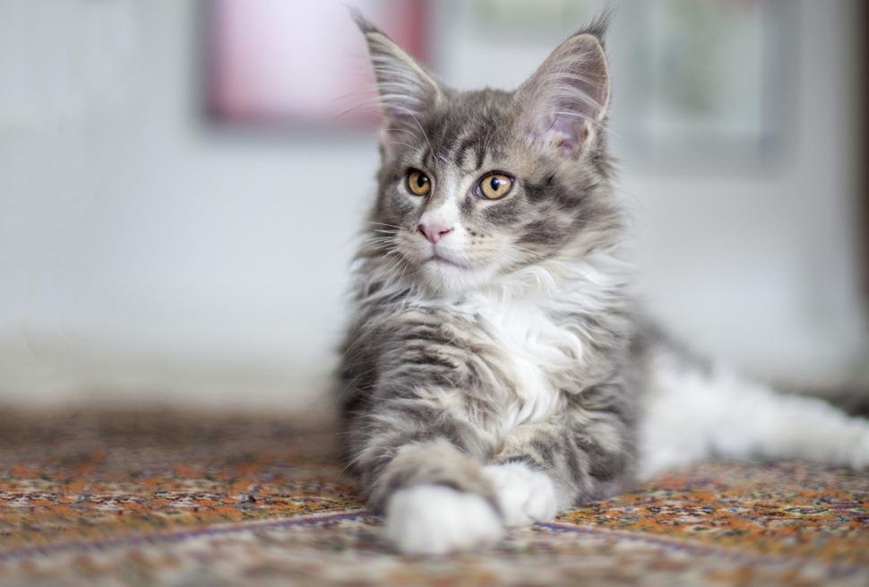 Cat, Animals, Maine Coon Cat, Pet Wallpaper,cat Hd - Maine Coon - HD Wallpaper 