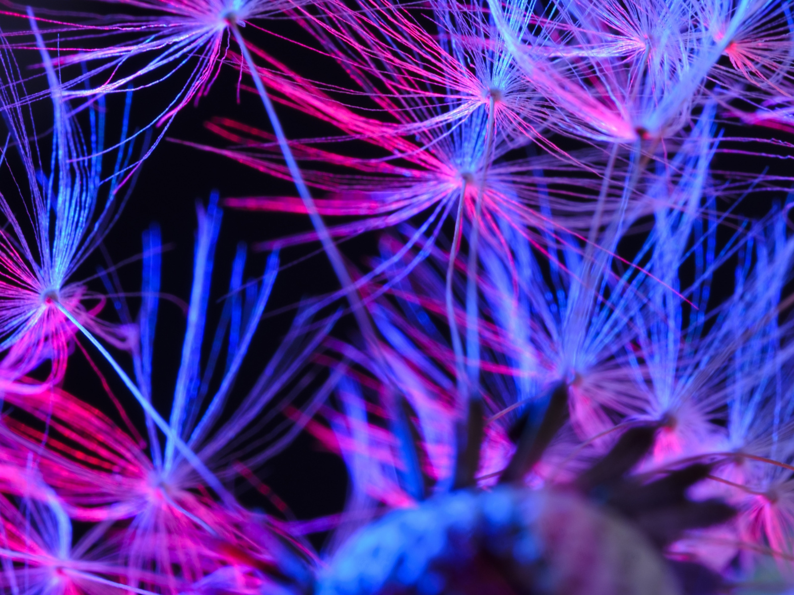 Dandelion, Fluffy, Close Up, Colorful, Wallpaper - Pink And Blue Background 1080p - HD Wallpaper 