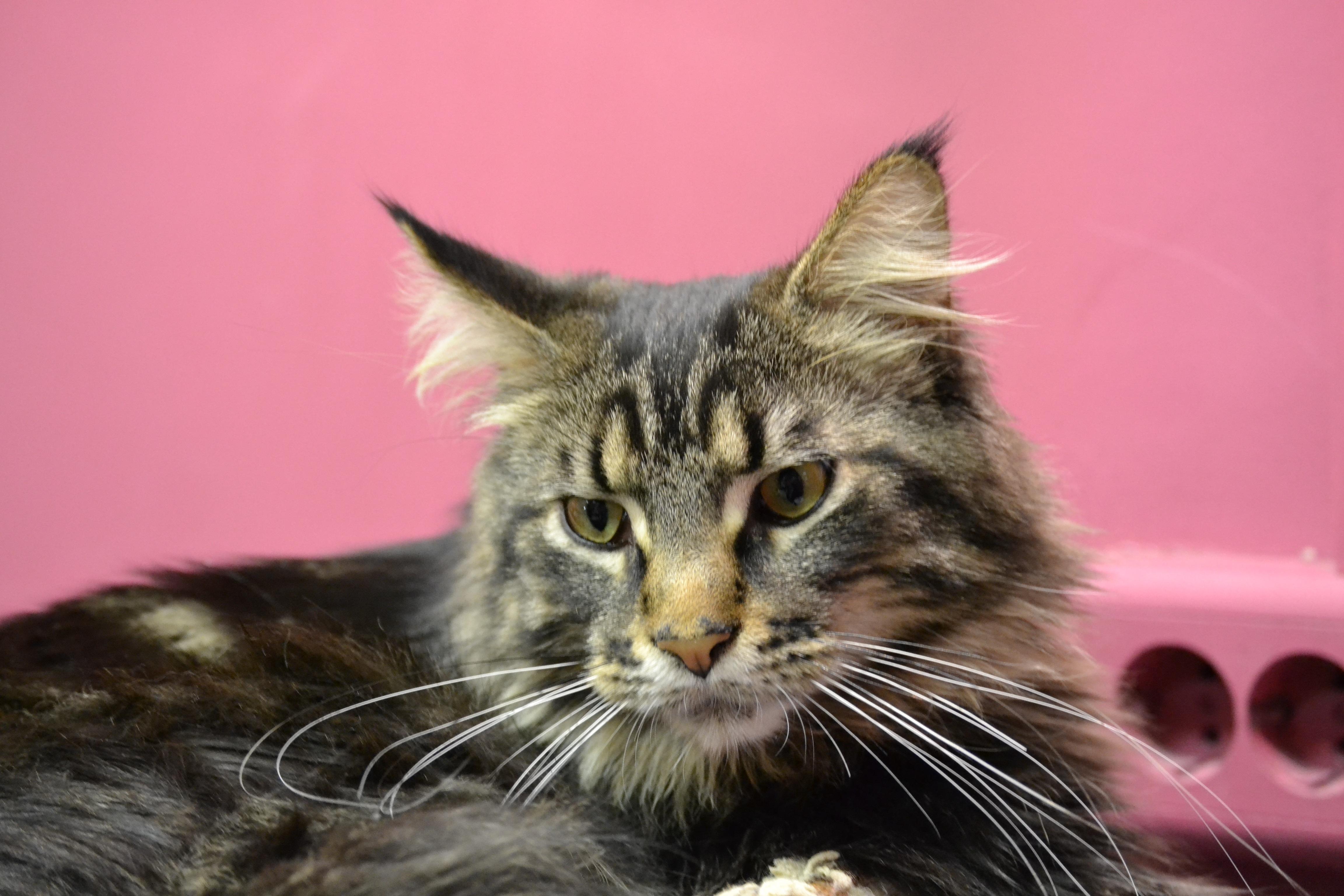 Cat, Maine Coon, Face - HD Wallpaper 