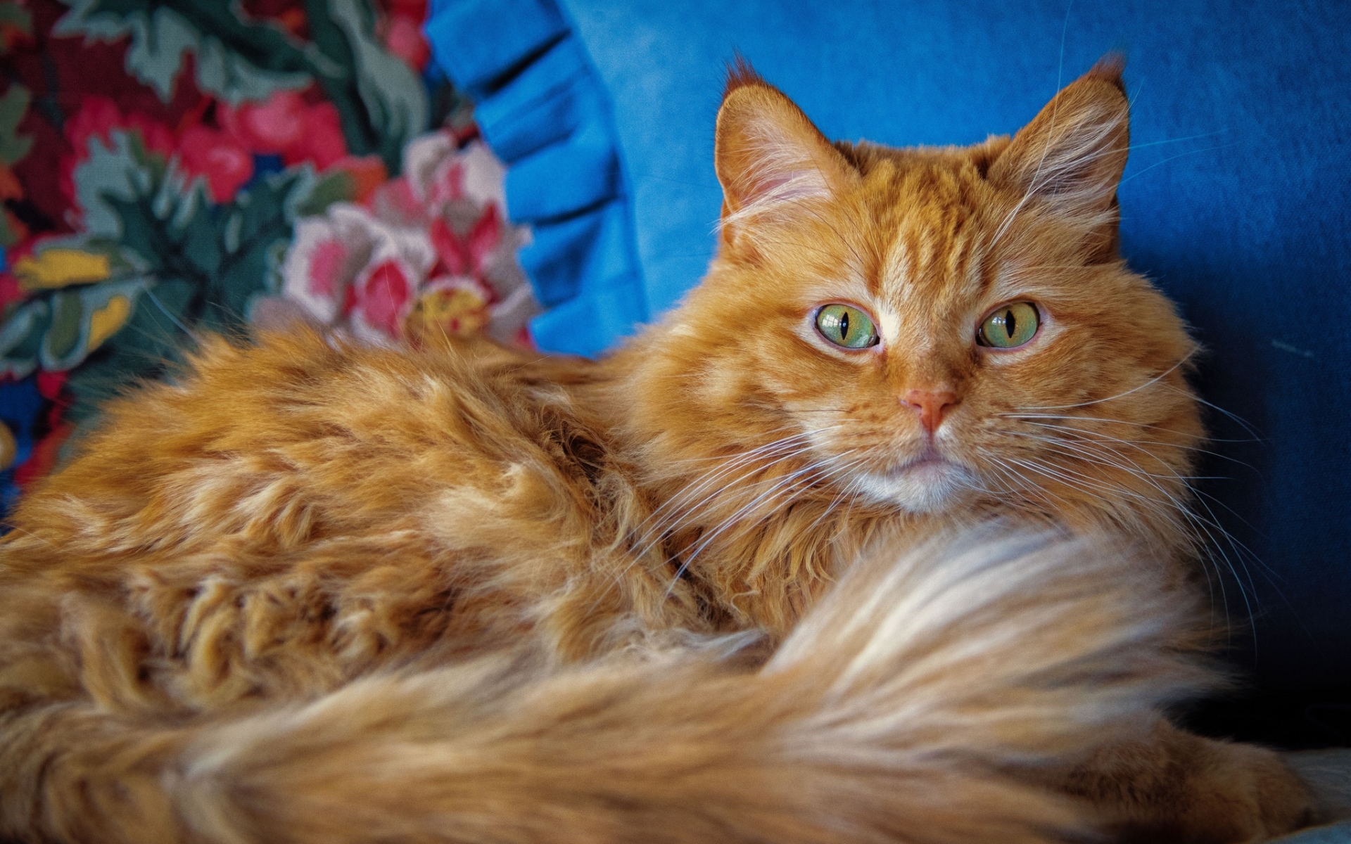Maine Coon Cat, Close-up, Fluffy Cat, Cute Animals, - Maine Coon Fluffy Orange Cat - HD Wallpaper 