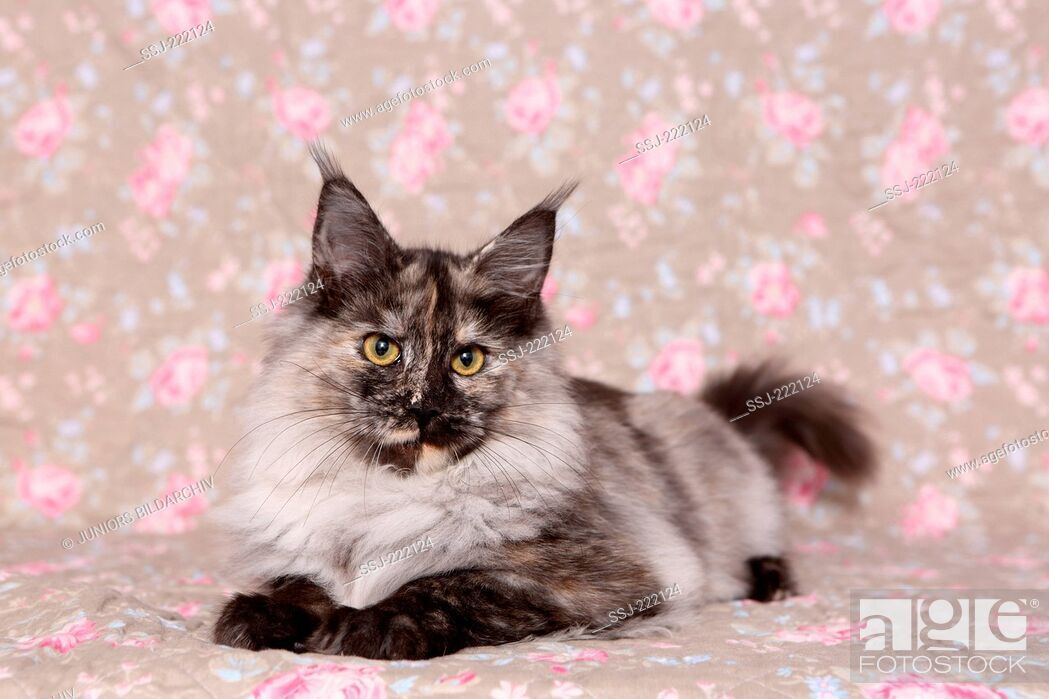 American Longhair, Maine Coon - Domestic Long-haired Cat - HD Wallpaper 