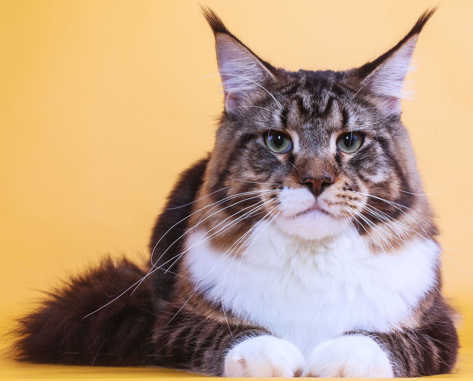 Orange Maine Coon Cat Wallpaper - Кошка С Буквой М - HD Wallpaper 