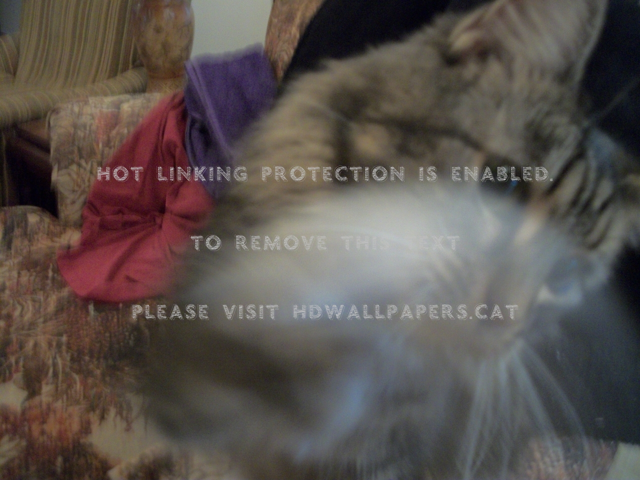 Paw In Motion Fuzzy Cats Maine Coon Big - Tabby Cat - HD Wallpaper 