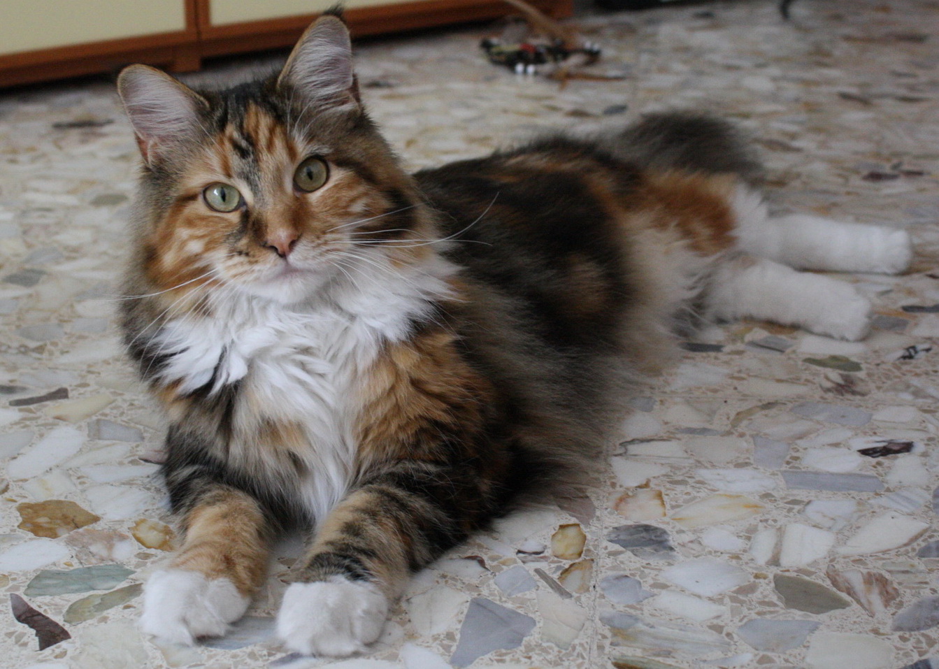 Maine Coon On The Floor Wallpaper - Domestic Long-haired Cat - HD Wallpaper 