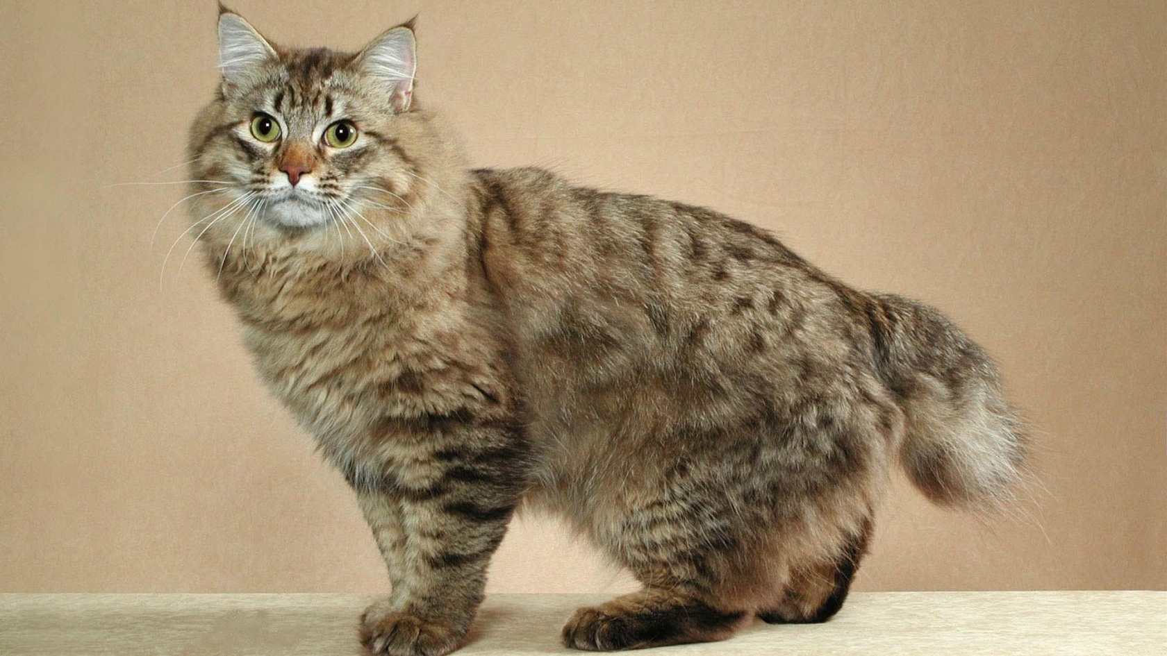 American Bobtail Large Cat Breeds - HD Wallpaper 