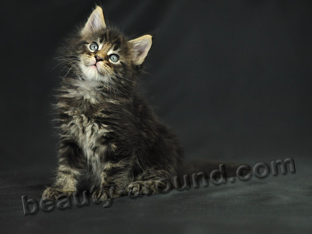 Maine Coon Kittens Photos Pictures - Domestic Long-haired Cat - HD Wallpaper 