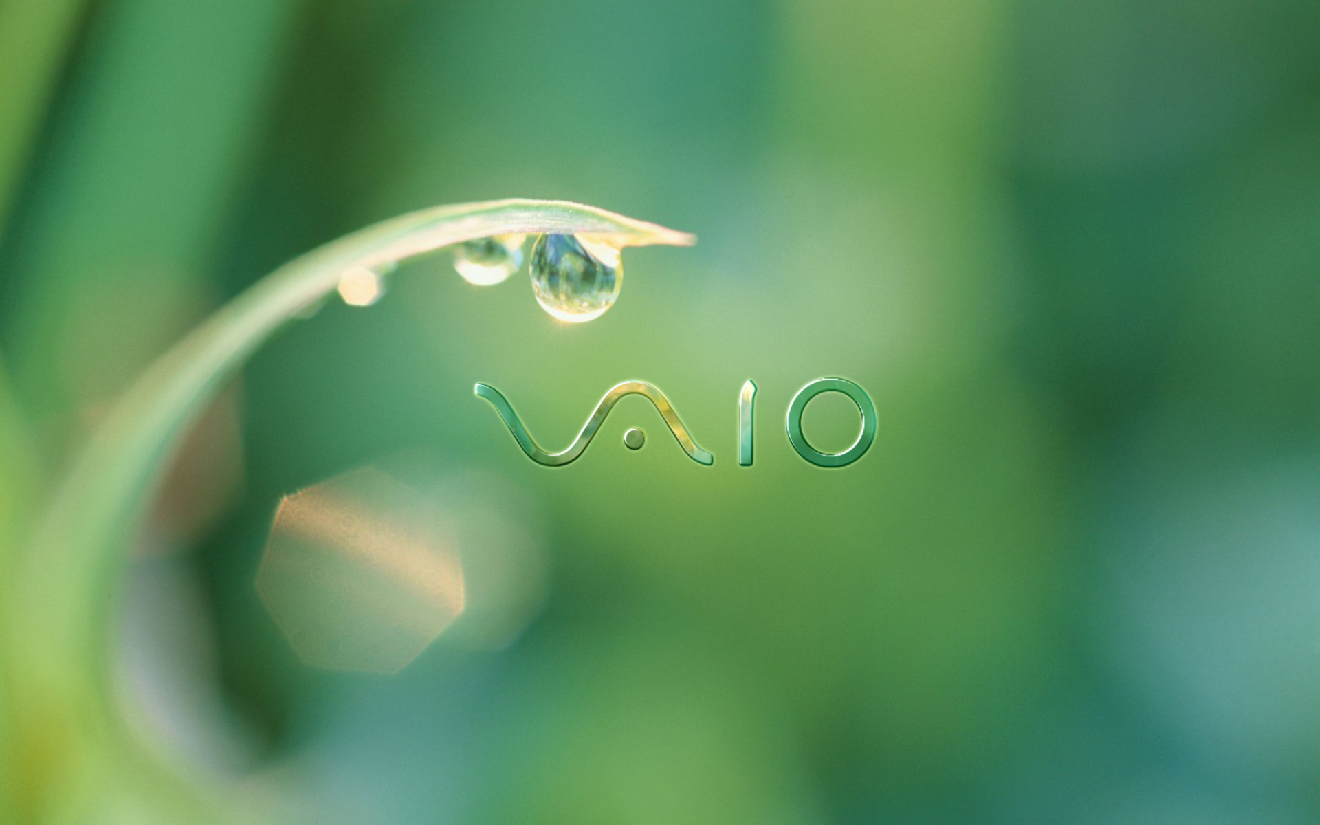 Sony Vaio Hd Water Drop On Leaf - HD Wallpaper 