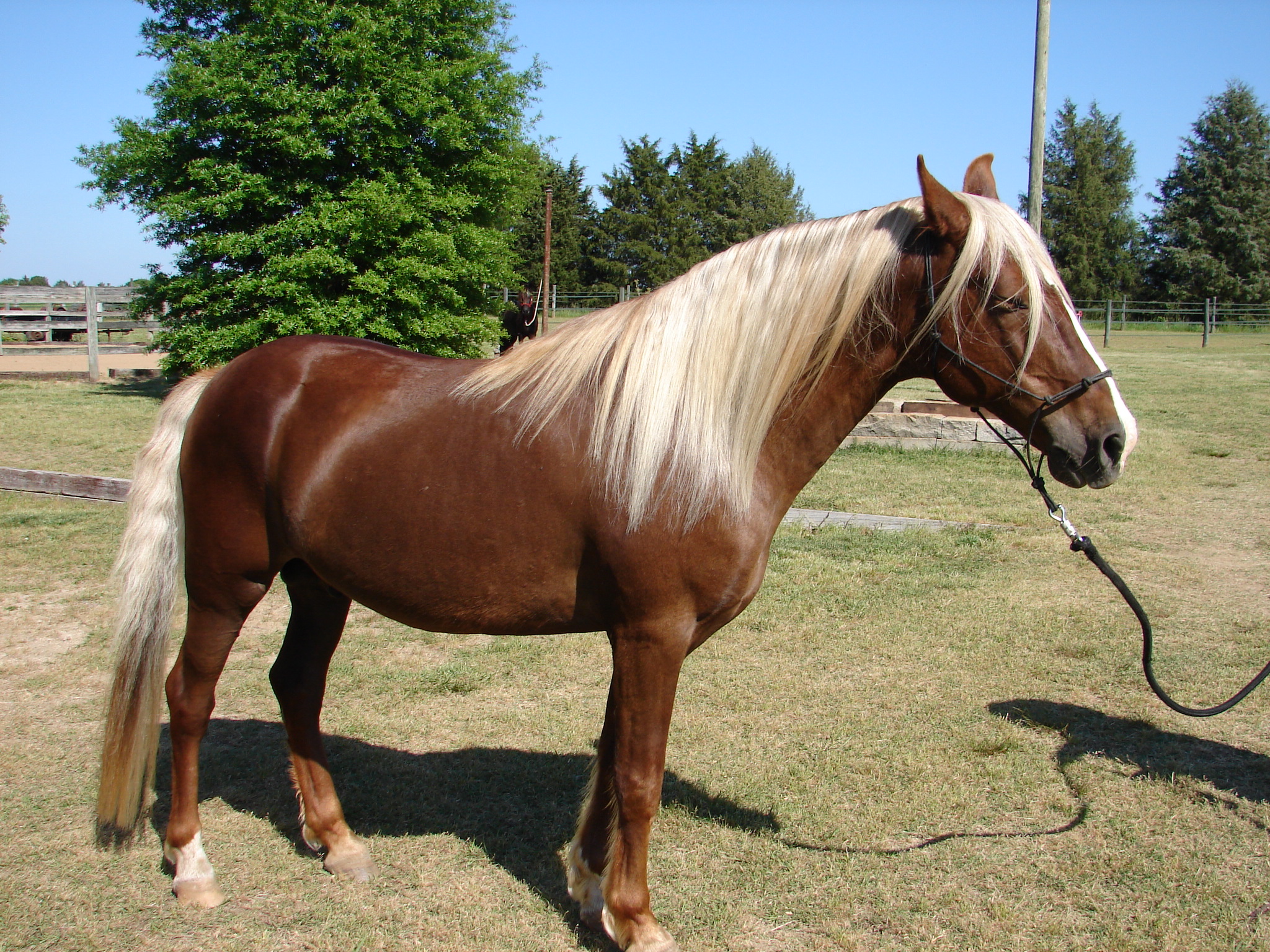 Sorrel - HD Wallpaper 